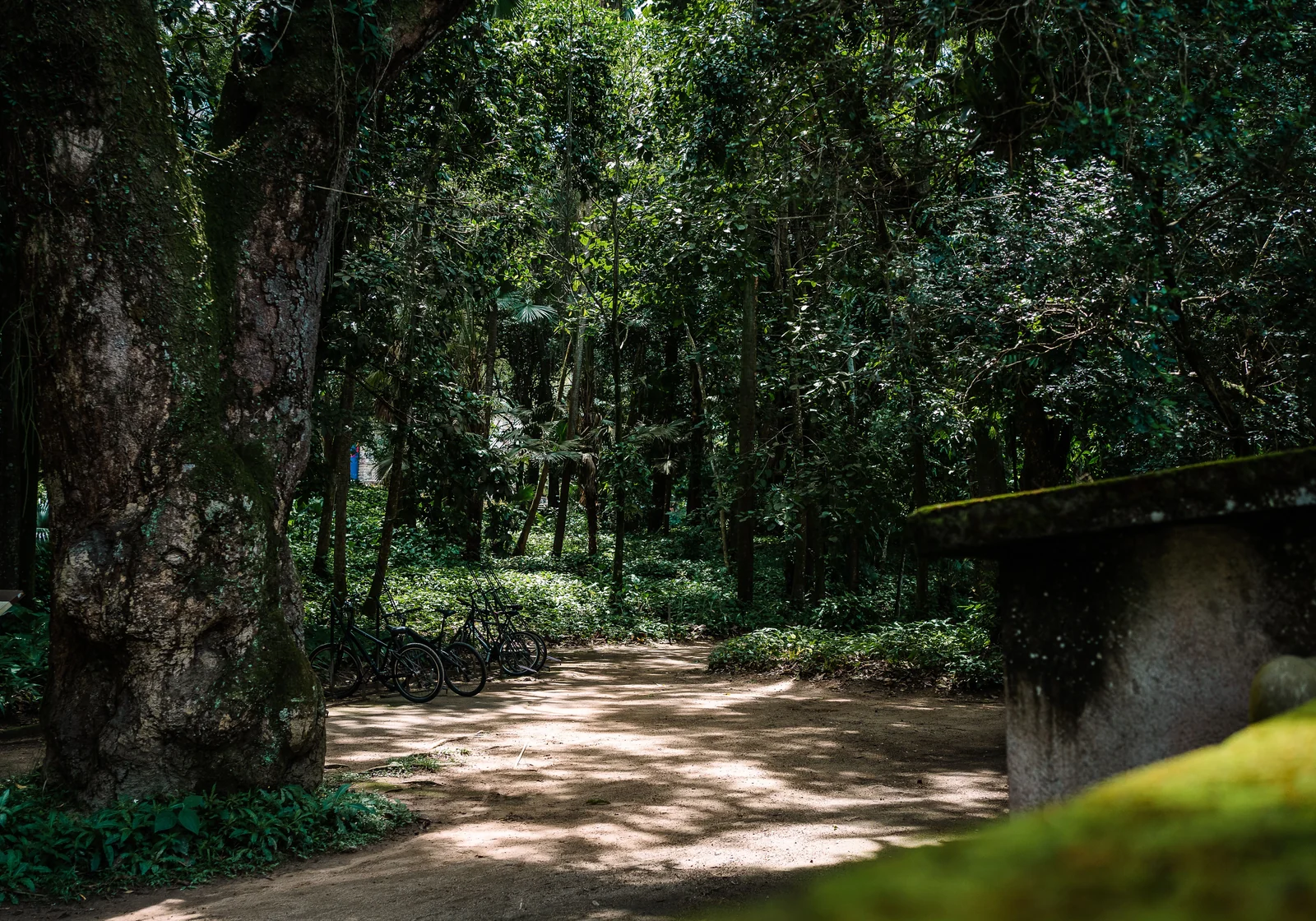 Trail in Tijuca National Park
