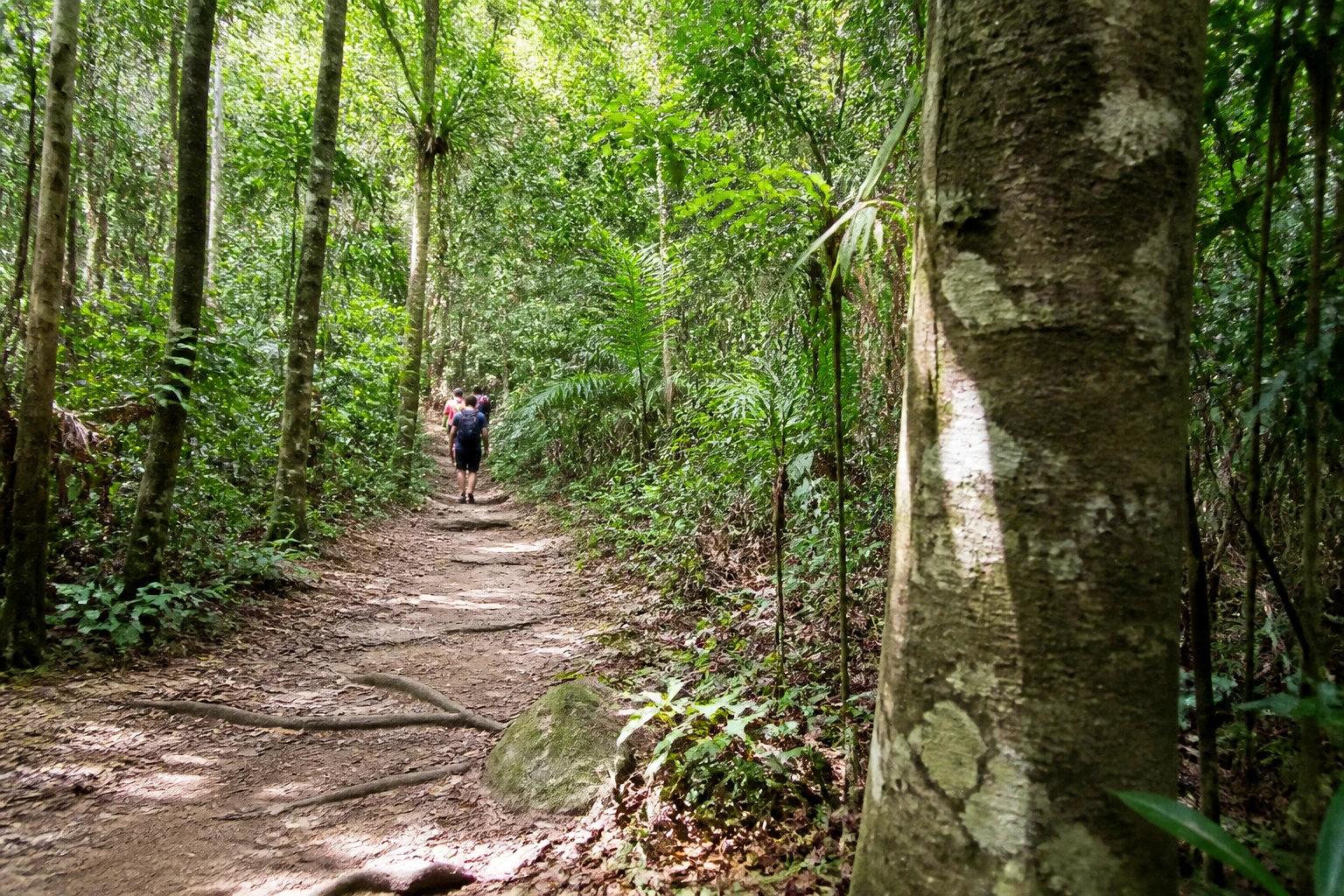 A forest trail beneath dense green canopy in Rio de Janeiro