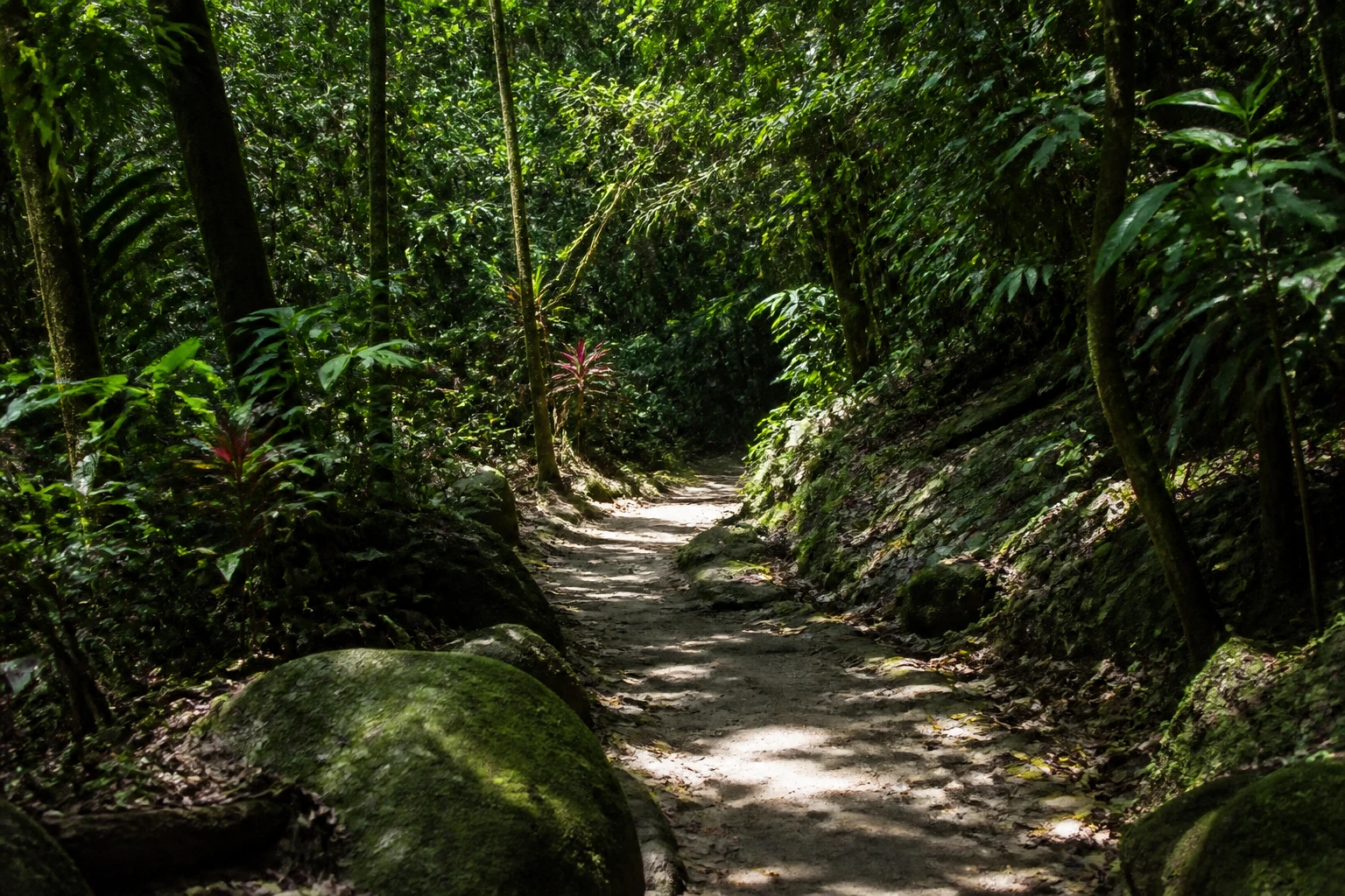 Green forest scenery inside Tijuca National Park