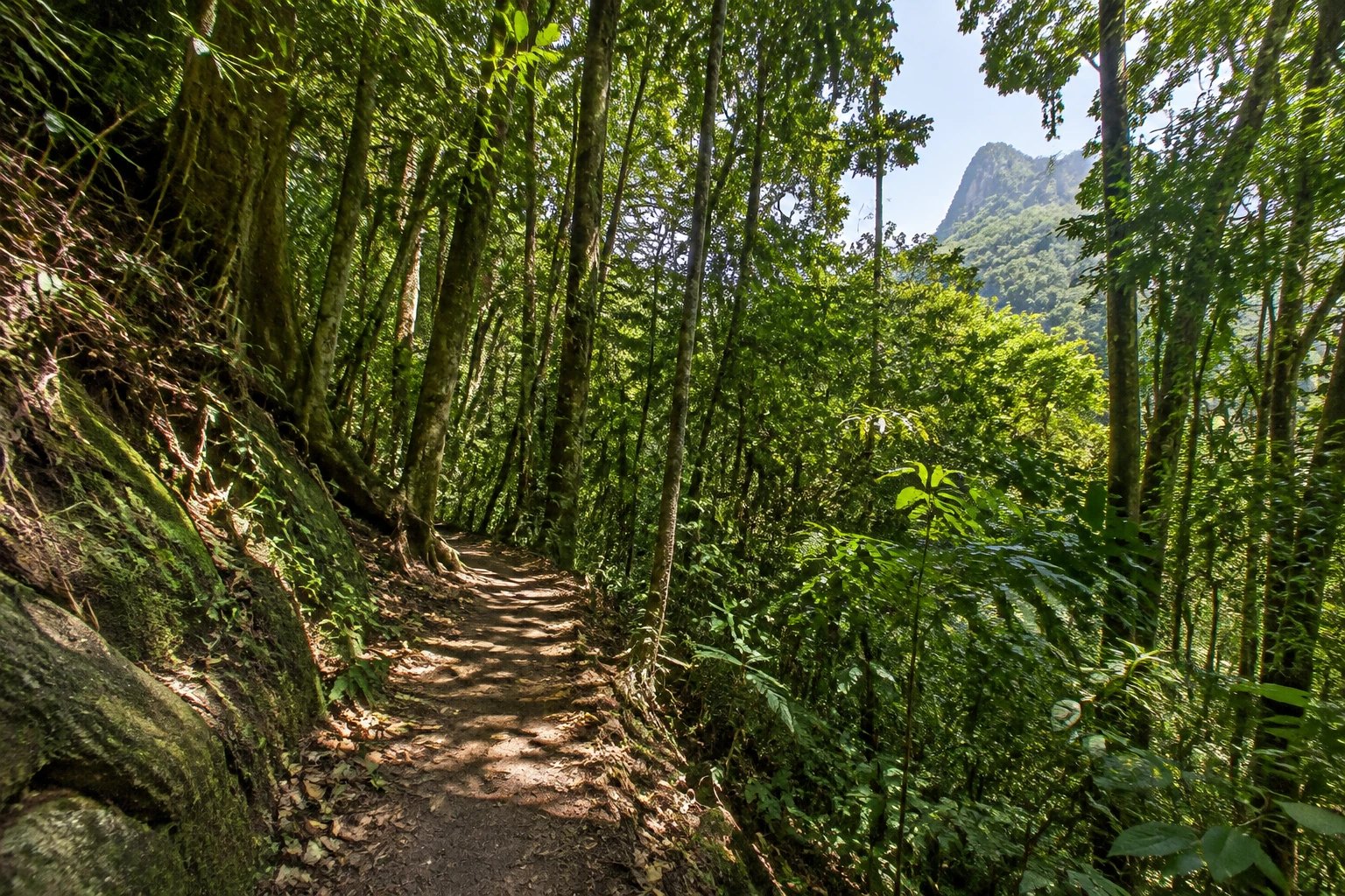 A forest trail in Tijuca National Park in Rio de Janeiro